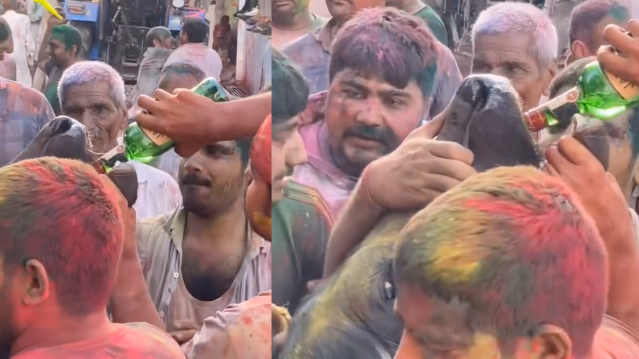 ‘गाय’ को पिलाई शराब, नशे में खिंचवाया ठेला ‘गाय’ को पिलाई शराब, नशे में खिंचवाया ठेला