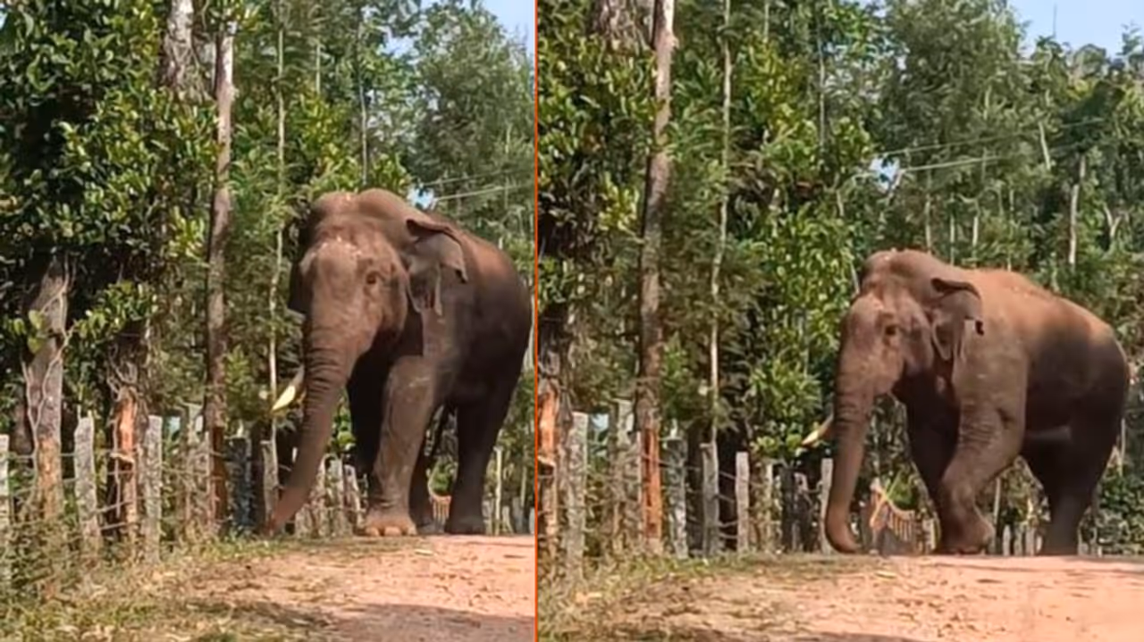 ಕಾಫಿತೋಟದಲ್ಲಿ ಭೀಮನ ಗಜ ಗಾಂಭೀರ್ಯ ನಡೆ ಕಾಫಿತೋಟದಲ್ಲಿ ಭೀಮನ ಗಜ ಗಾಂಭೀರ್ಯ ನಡೆ