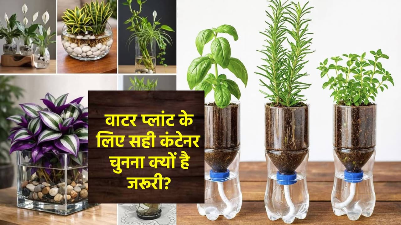 इंडोर वाटर प्लांट की केयर का क्या है सही तरीका? इंडोर वाटर प्लांट की केयर का क्या है सही तरीका?