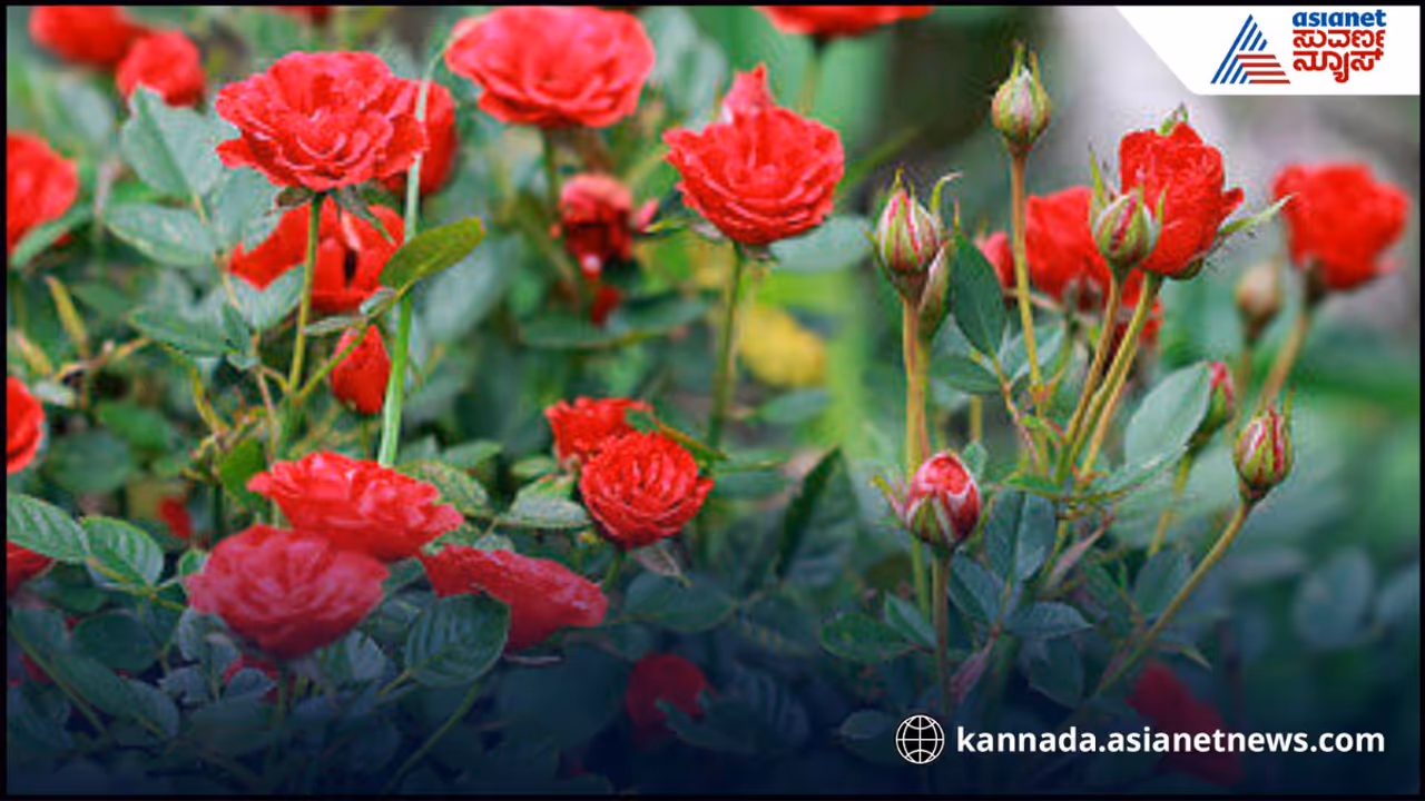 ಗುಲಾಬಿ ಗಾರ್ಡನ್ ಗುಲಾಬಿ ಗಾರ್ಡನ್