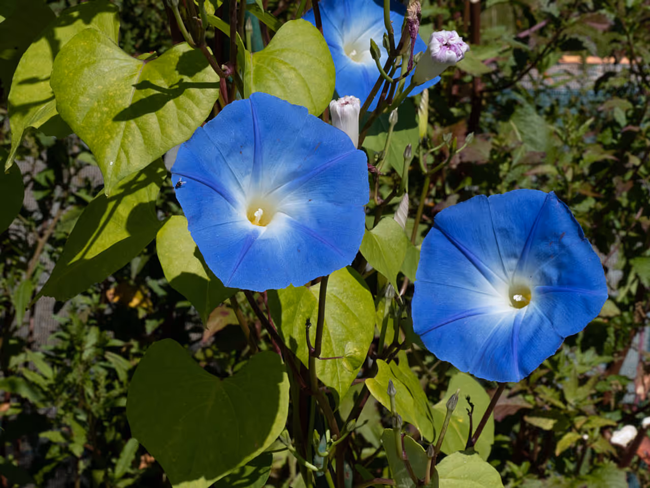 Morning Glory: Rapid Coverage, Vibrant Hues Morning Glory: Rapid Coverage, Vibrant Hues
