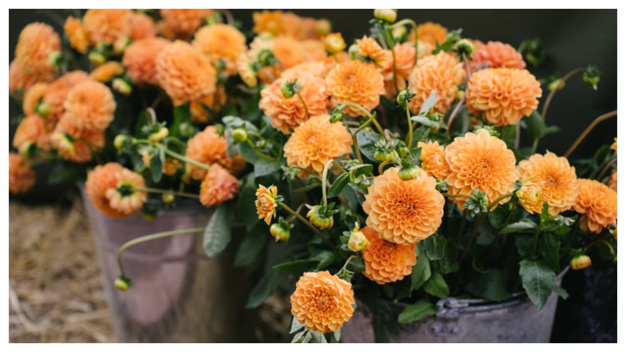 Yay to the flowery colours! Yay to the flowery colours!