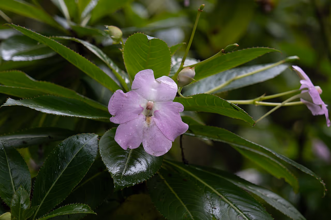 Balsam Balsam