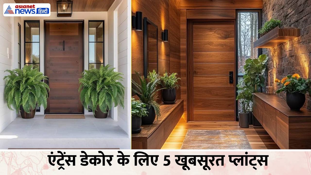 एंट्रेंस गेट के लिए डेकोरेटिव प्लांट्स एंट्रेंस गेट के लिए डेकोरेटिव प्लांट्स