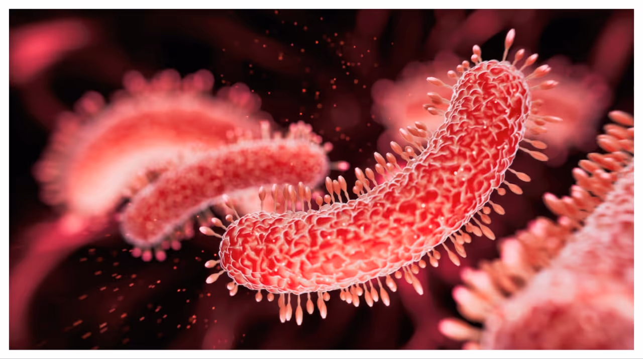 ഷിഗെല്ല വൈറസ് ബാധ ; ശരീരം കാണിക്കുന്ന അഞ്ച് രോഗലക്ഷണങ്ങൾ ഷിഗെല്ല വൈറസ് ബാധ ; ശരീരം കാണിക്കുന്ന അഞ്ച് രോഗലക്ഷണങ്ങൾ