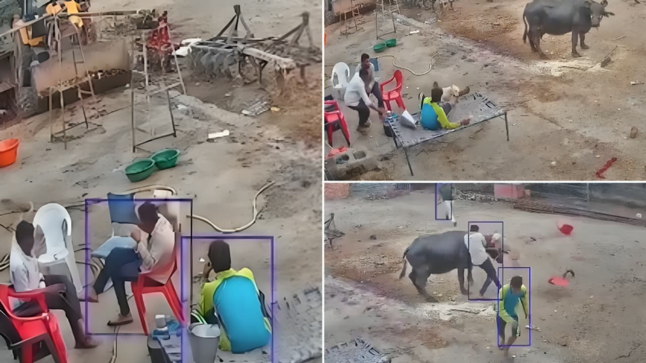 Viral video shows sudden dog attack Viral video shows sudden dog attack