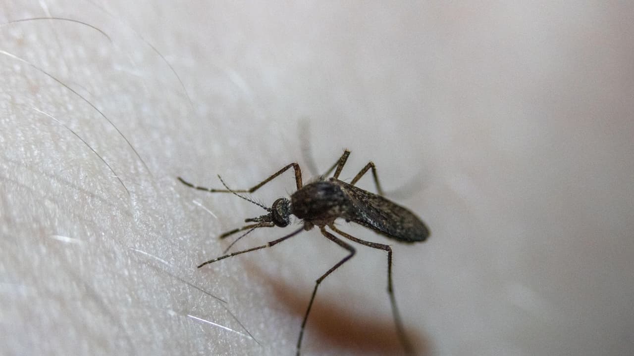 దోమల గుయ్యుమని శబ్దం ఎలా వస్తుంది? దోమల గుయ్యుమని శబ్దం ఎలా వస్తుంది?