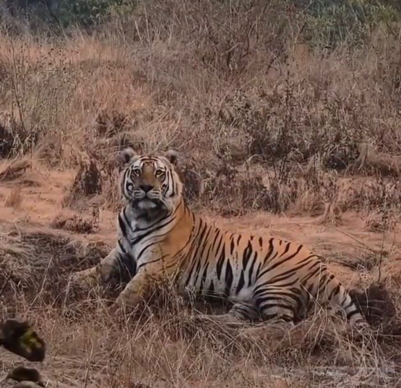 ಭದ್ರಾ ಅಭಯಾರಣ್ಯದಲ್ಲಿ ಮತ್ತೆ ಕಾಣಿಸಿಕೊಂಡ ದೈತ್ಯಾಕಾರದ ಹುಲಿ ಭದ್ರಾ ಅಭಯಾರಣ್ಯದಲ್ಲಿ ಮತ್ತೆ ಕಾಣಿಸಿಕೊಂಡ ದೈತ್ಯಾಕಾರದ ಹುಲಿ