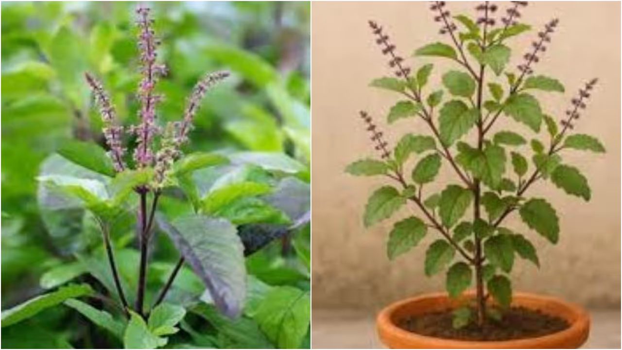 Tulsi (Holy Basil) Tulsi (Holy Basil)