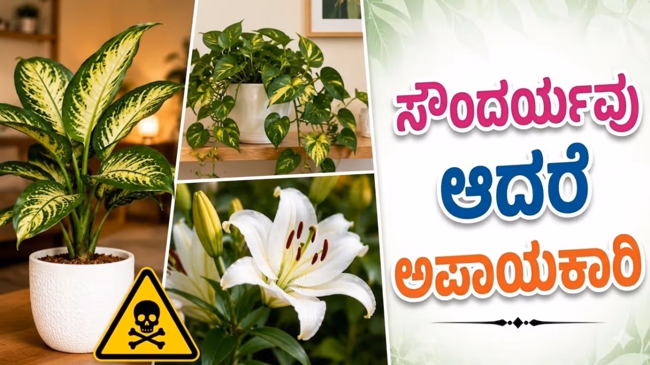ವಿಷಕಾರಿ ಅಂಶ ವಿಷಕಾರಿ ಅಂಶ