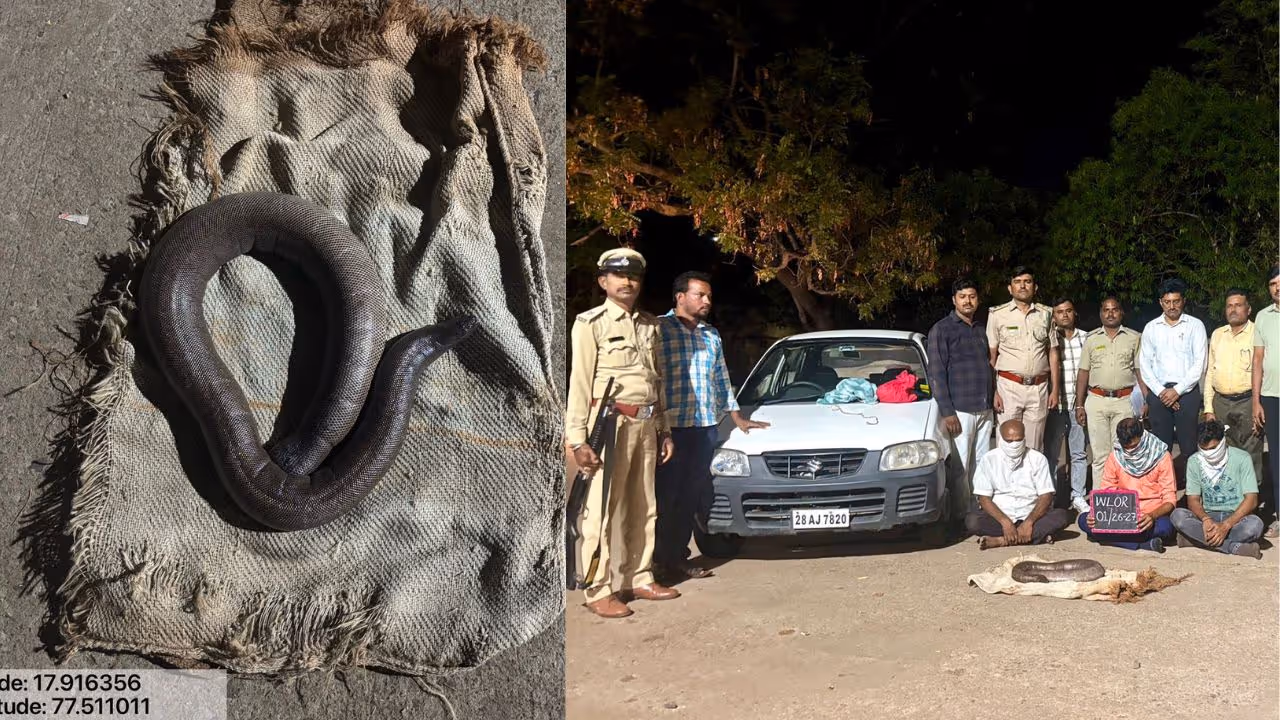 ಕೋಟ್ಯಂತರ ಬೆಲೆ ಬಾಳುವ ಎರಡು ತಲೆ ಹಾವು ರಕ್ಷಣೆ ಕೋಟ್ಯಂತರ ಬೆಲೆ ಬಾಳುವ ಎರಡು ತಲೆ ಹಾವು ರಕ್ಷಣೆ
