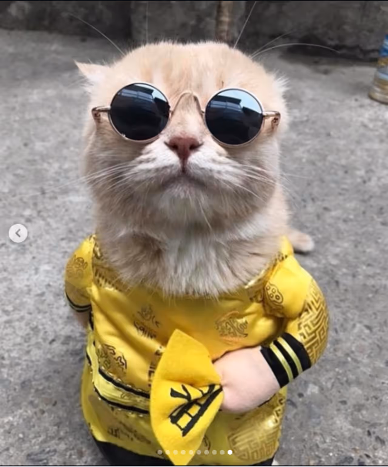 The Cat Named ‘Dog’ The Cat Named ‘Dog’