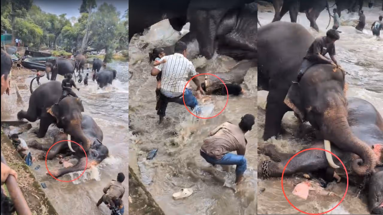 ಆನೆಗೆ ಸಿಲುಕಿ ಮಹಿಳೆ ಸಾವು ಆನೆಗೆ ಸಿಲುಕಿ ಮಹಿಳೆ ಸಾವು