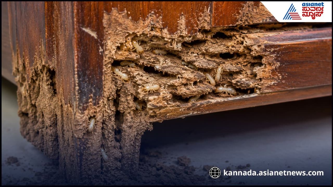 ಗೆದ್ದಲಿಗೆ ಮನೆ ಮದ್ದು ಗೆದ್ದಲಿಗೆ ಮನೆ ಮದ್ದು