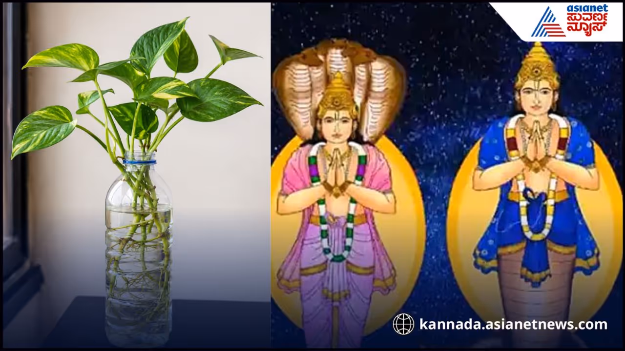ವಾಟರ್ ಪ್ಲಾಂಟ್ ವಾಸ್ತು ವಾಟರ್ ಪ್ಲಾಂಟ್ ವಾಸ್ತು