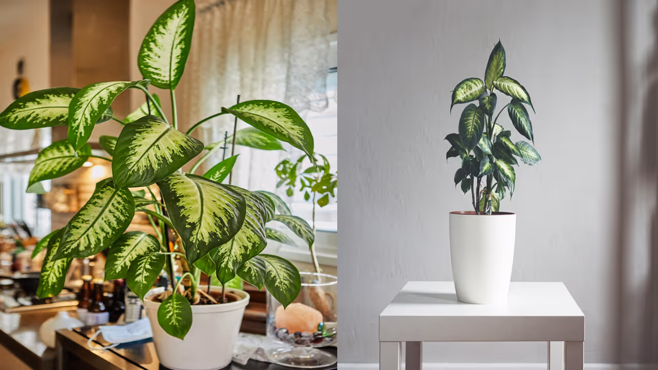 Dumb Cane: The Silent Danger Indoors Dumb Cane: The Silent Danger Indoors