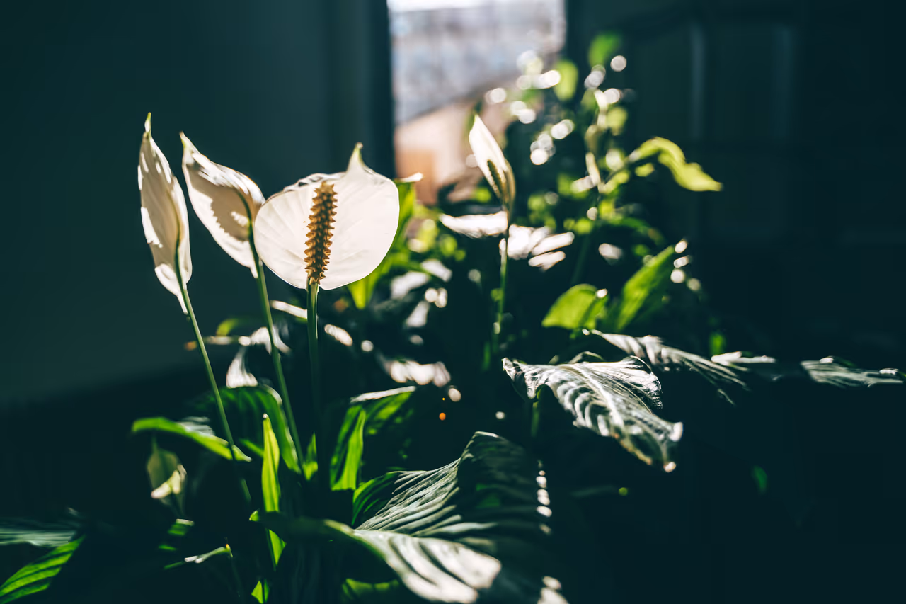 Peace Lilies Thrive Indoors And In Shade Peace Lilies Thrive Indoors And In Shade