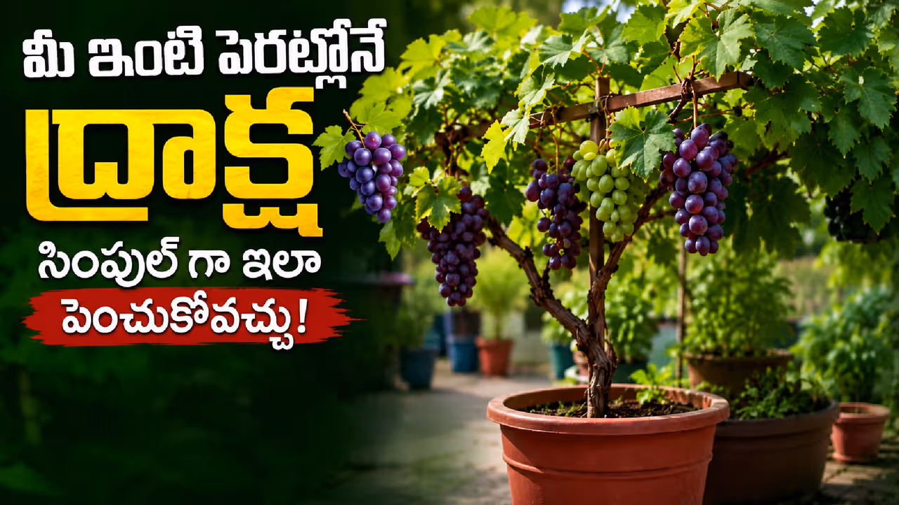 ఇంట్లోనే ద్రాక్షను పెంచడం సులువే ఇంట్లోనే ద్రాక్షను పెంచడం సులువే