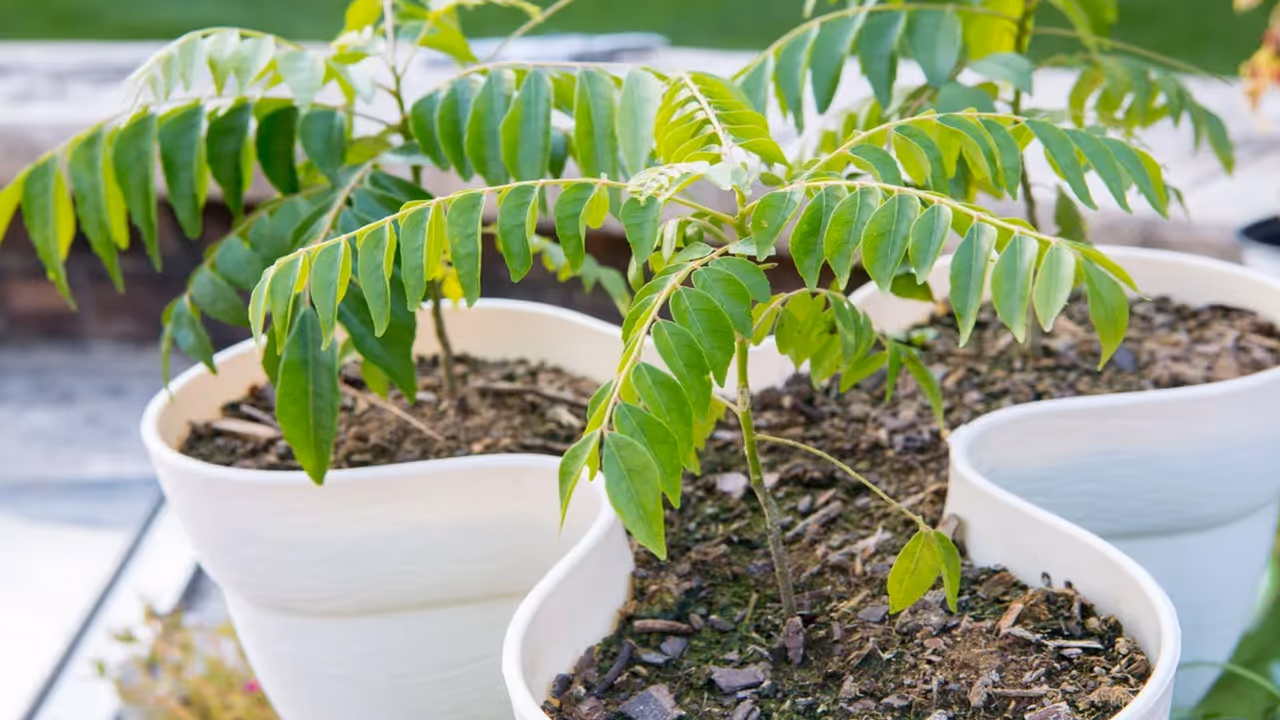Curry Leaves Curry Leaves