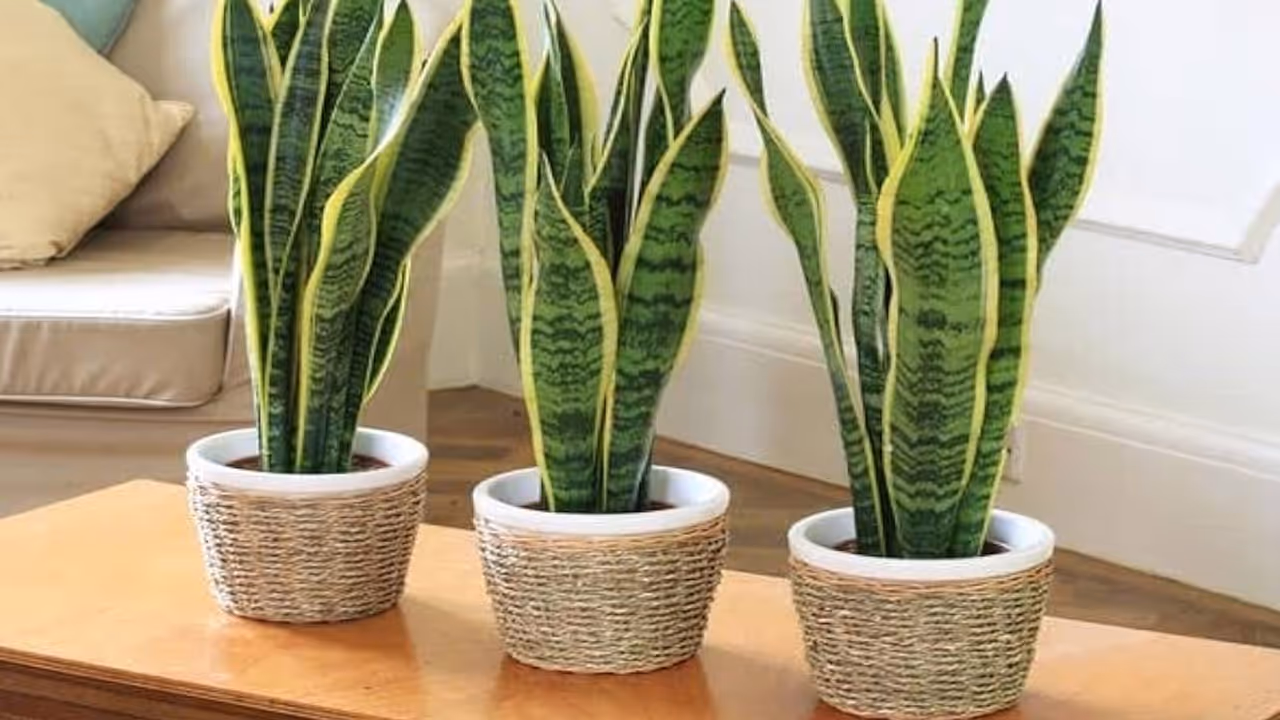 Snake Plant: The Ultimate Survivor Snake Plant: The Ultimate Survivor