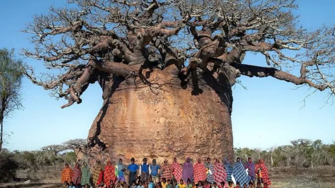 Tsitakakantsa: 12 ಶತಮಾನಗಳ ಕಾಲ ಬದುಕಿದ್ದ ಮರ ಈಗ ಸಾಯುತ್ತಿದೆ..! Tsitakakantsa: 12 ಶತಮಾನಗಳ ಕಾಲ ಬದುಕಿದ್ದ ಮರ ಈಗ ಸಾಯುತ್ತಿದೆ..!