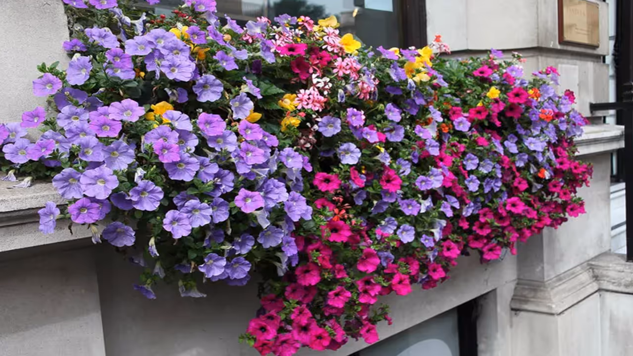 Decorate your windows with flowers Decorate your windows with flowers