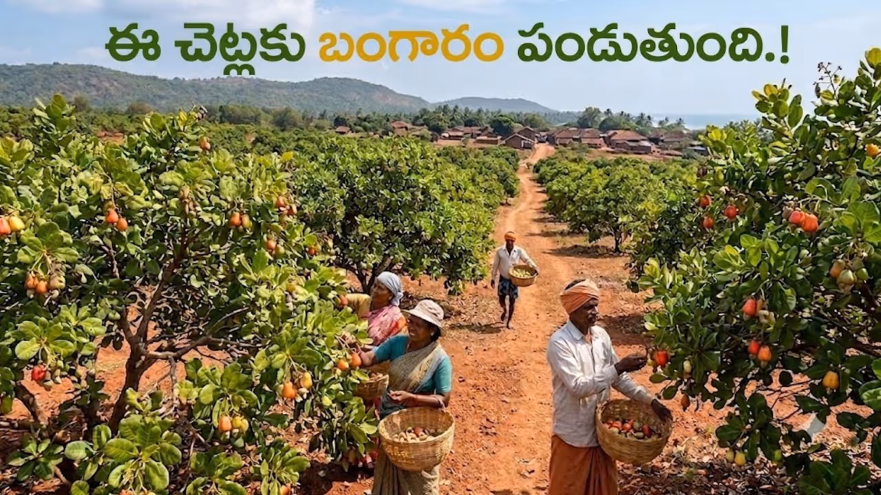 జీడిపప్పు మన దేశానికి ఎలా వచ్చింది? జీడిపప్పు మన దేశానికి ఎలా వచ్చింది?
