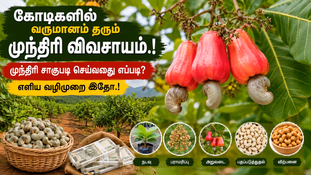 Cashew Farming Cashew Farming