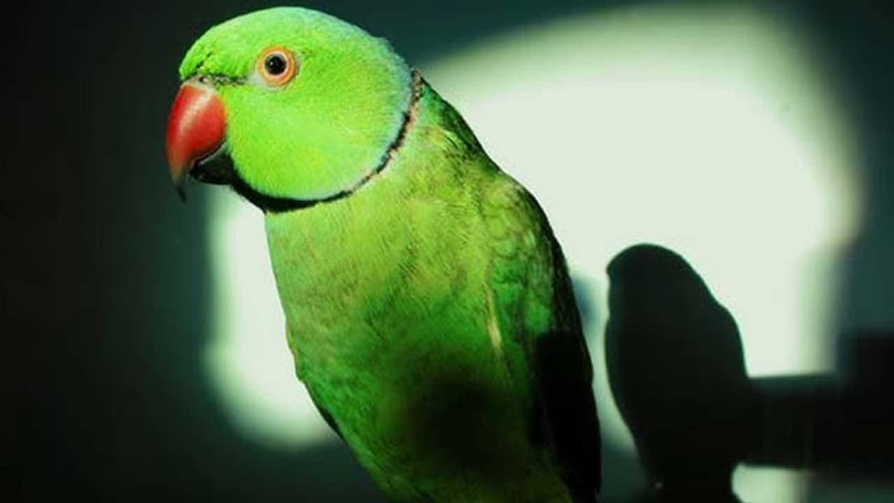 ब्राजील में हुई एक अजीब घटना ब्राजील में हुई एक अजीब घटना