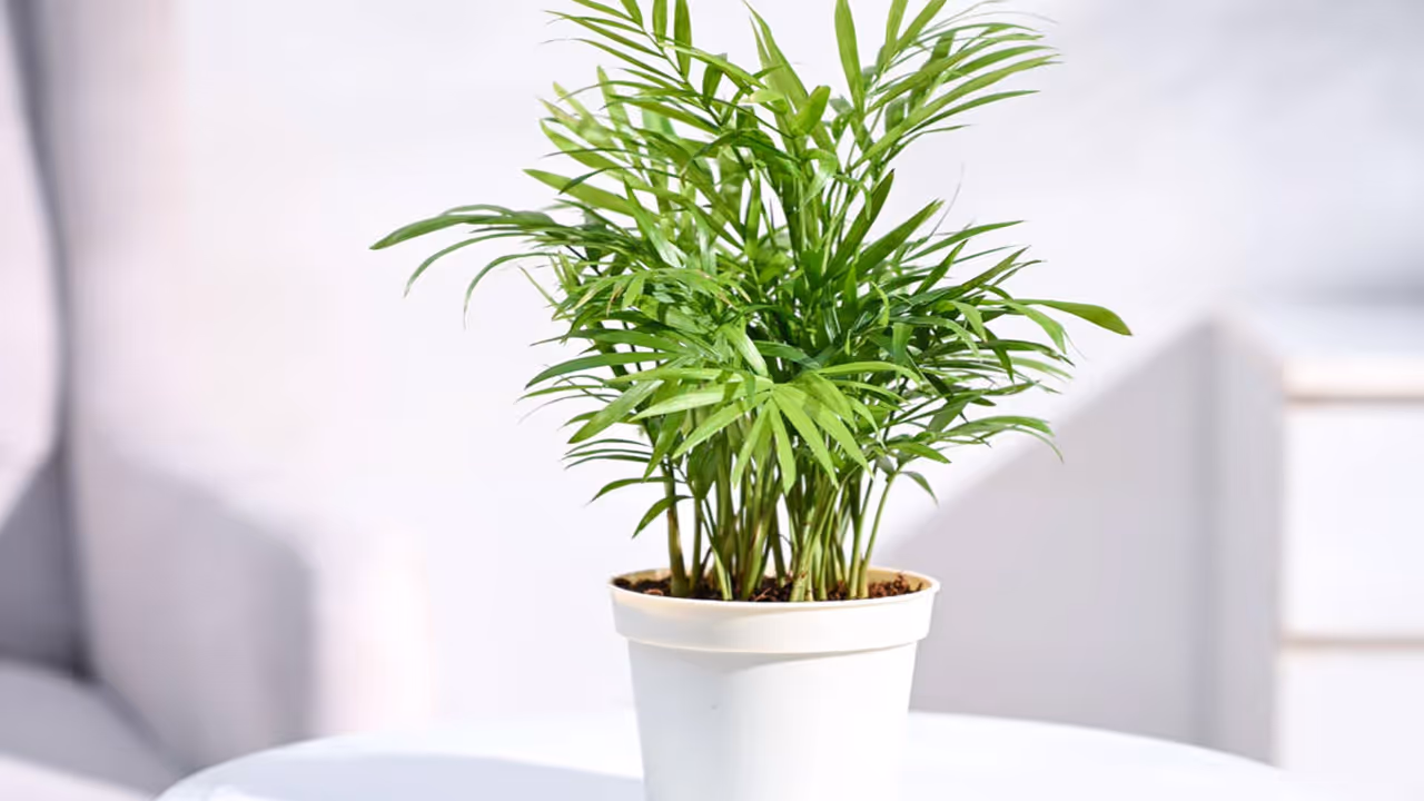 Which plants will keep the bathroom fresh? Which plants will keep the bathroom fresh?