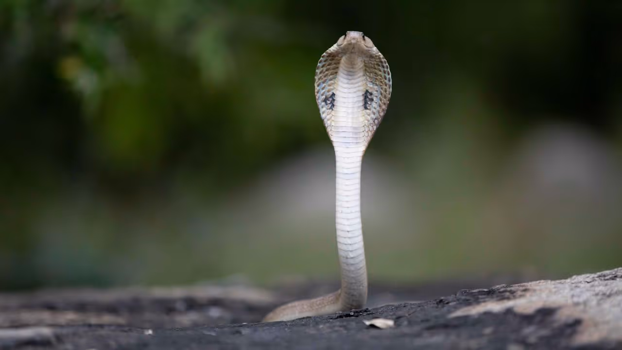 ಹಾವುಗಳ ರಕ್ತ ಹಾವುಗಳ ರಕ್ತ