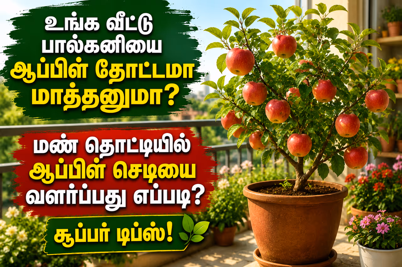 1. சரியான வகை ஆப்பிள் செடியைத் தேர்வு செய்தல் 1. சரியான வகை ஆப்பிள் செடியைத் தேர்வு செய்தல்