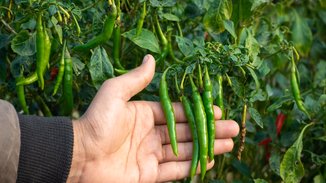 Grow green chillies at home Grow green chillies at home