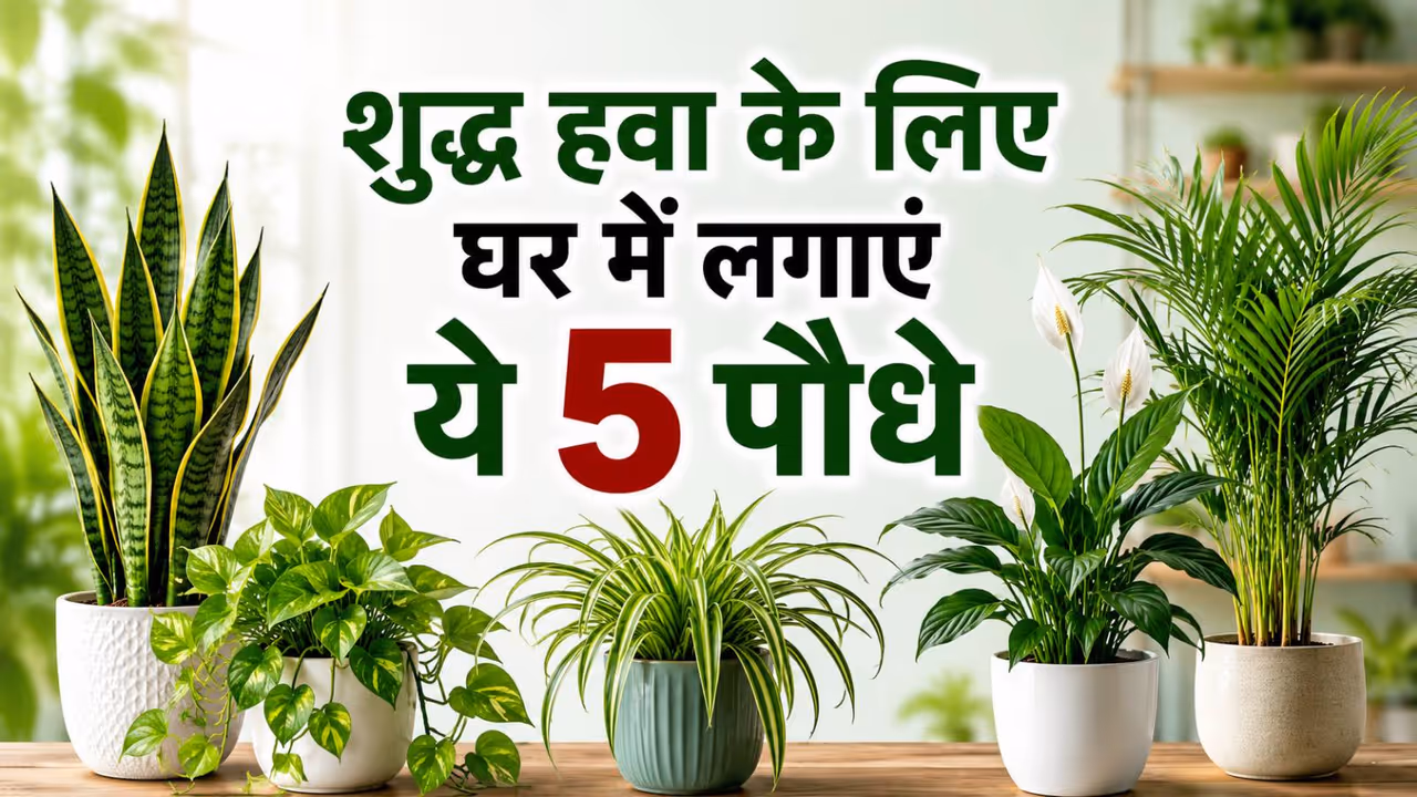 ये 5 पौधे बढ़ाते हैं घर का गुड लक ये 5 पौधे बढ़ाते हैं घर का गुड लक