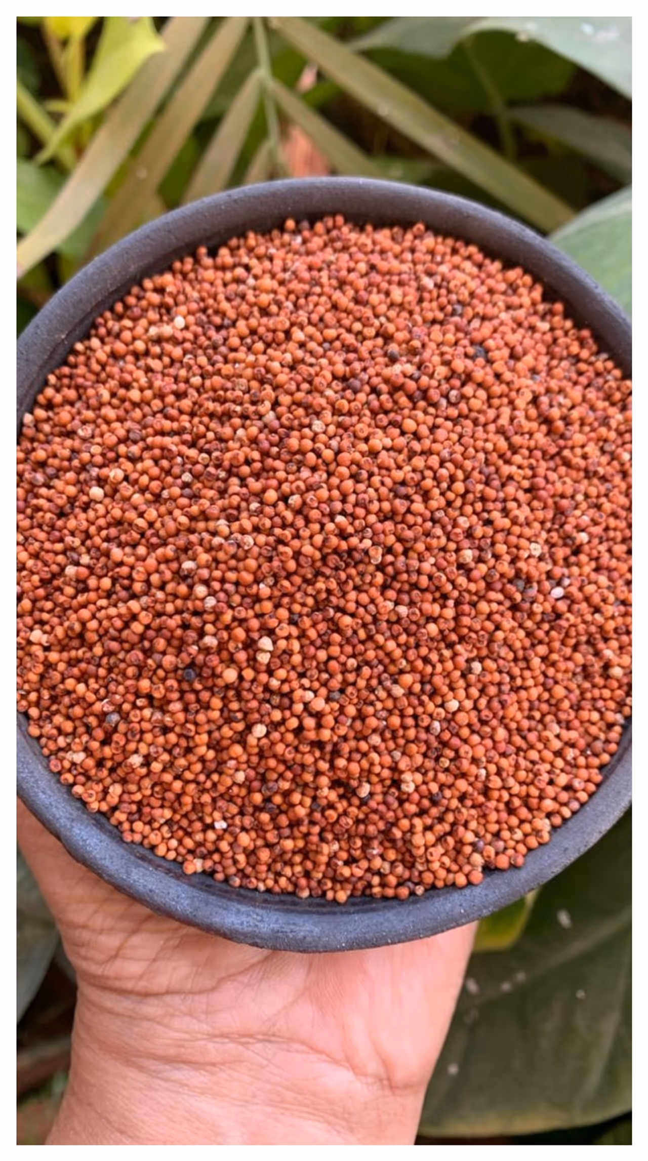 റാഗി റാഗി
