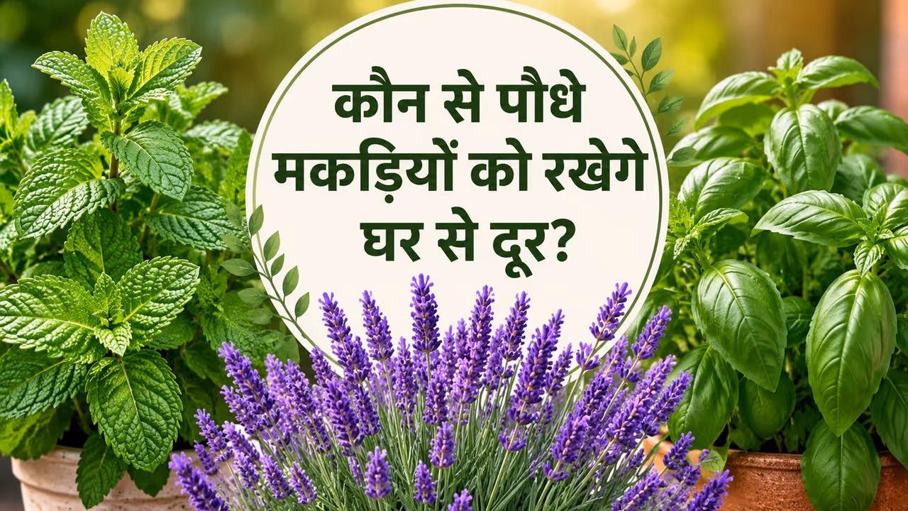 मकड़ियां भगाने वाले पौधे मकड़ियां भगाने वाले पौधे