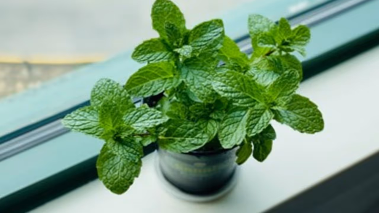 Mint Mint