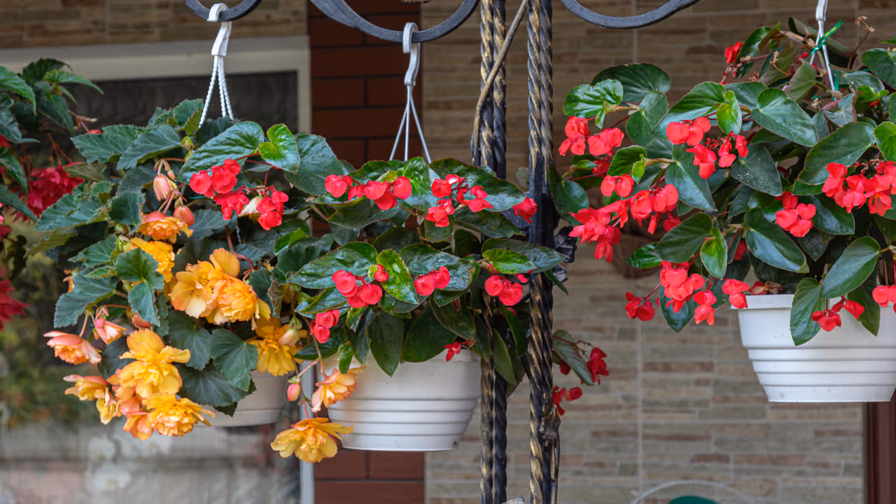 Of freshness and flowers! Of freshness and flowers!