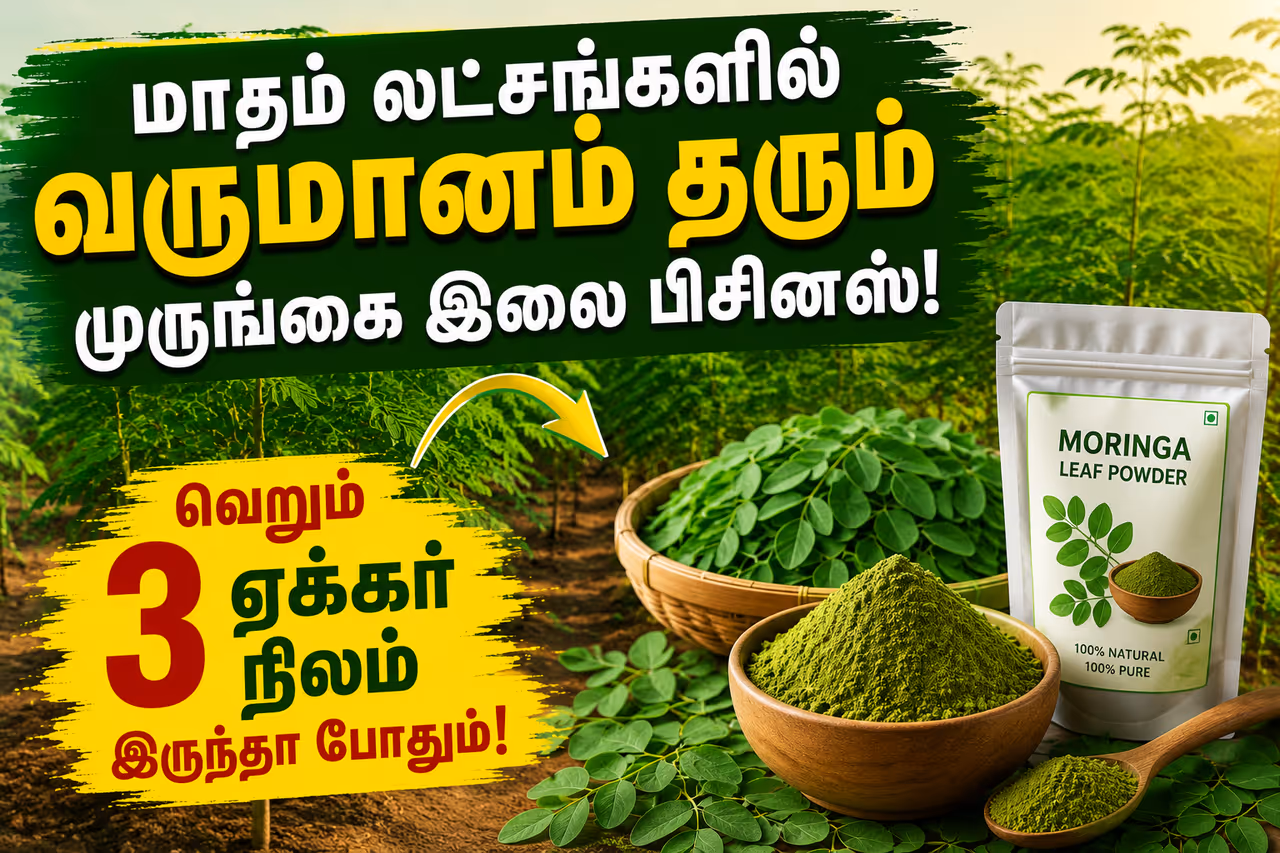 முருங்கை பவுடரில் இவ்வளவு லாபமா? முருங்கை பவுடரில் இவ்வளவு லாபமா?