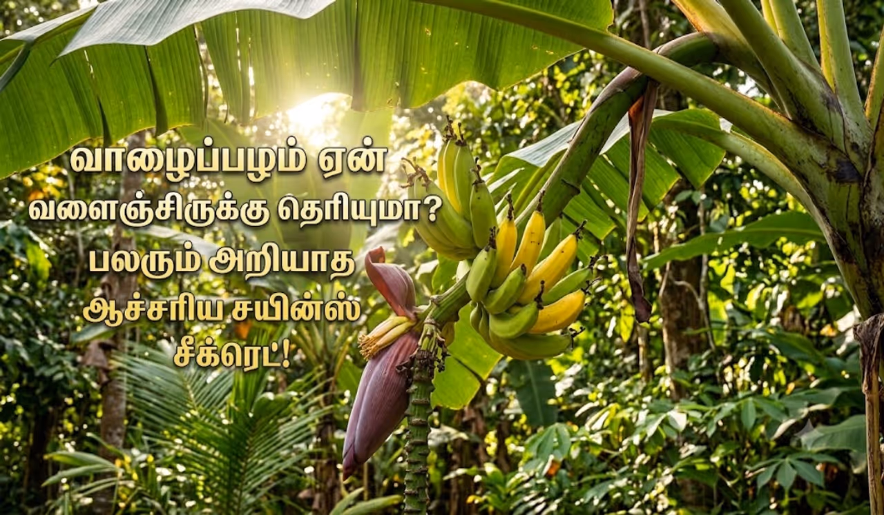 வாழைப்பழம் ஏன் எப்போதும் வளைந்தே இருக்கு? வாழைப்பழம் ஏன் எப்போதும் வளைந்தே இருக்கு?