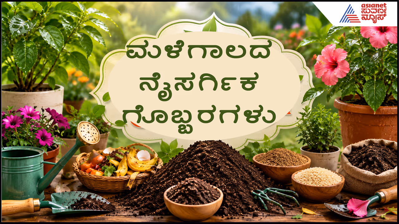 ಸಸ್ಯಗಳಿಗೆ ಉತ್ತಮ ಮಣ್ಣಿನ ಮಿಶ್ರಣ ಸಸ್ಯಗಳಿಗೆ ಉತ್ತಮ ಮಣ್ಣಿನ ಮಿಶ್ರಣ