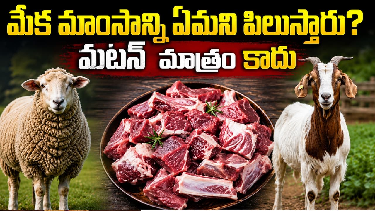 మటన్ అంటే మటన్ అంటే