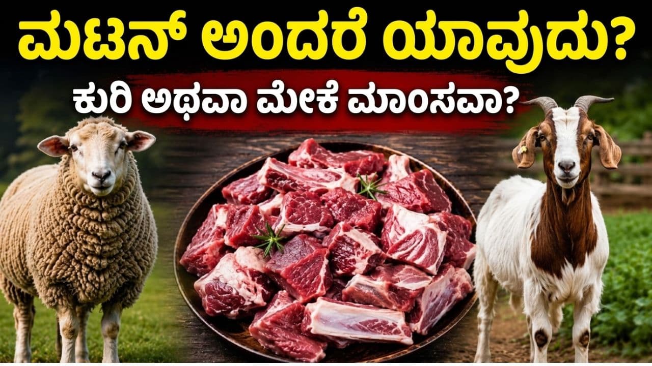 ಮಟನ್ ಎಂದರೆ ಯಾವುದರ ಮಾಂಸ? ಮಟನ್ ಎಂದರೆ ಯಾವುದರ ಮಾಂಸ?