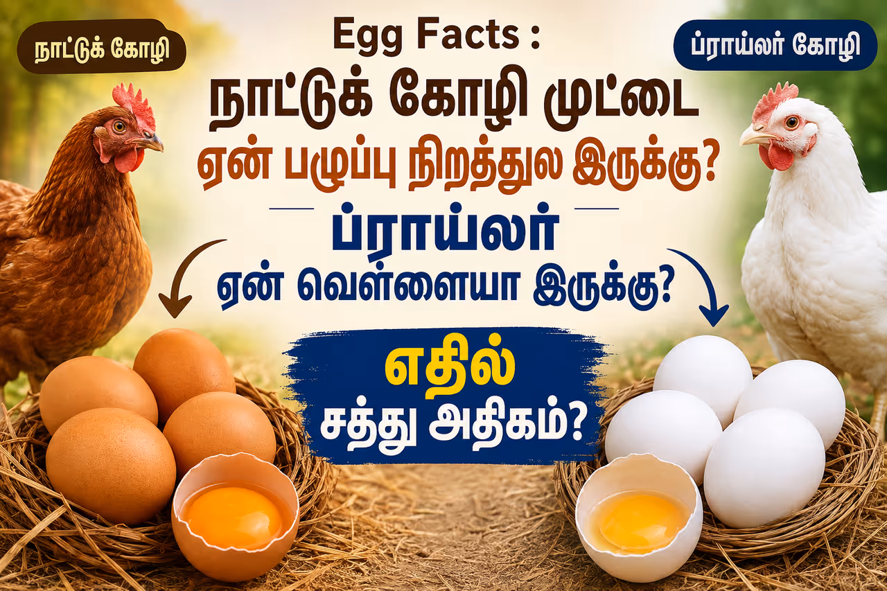 முட்டையின் நிறம் எதனால் தீர்மானிக்கப்படுகிறது? முட்டையின் நிறம் எதனால் தீர்மானிக்கப்படுகிறது?