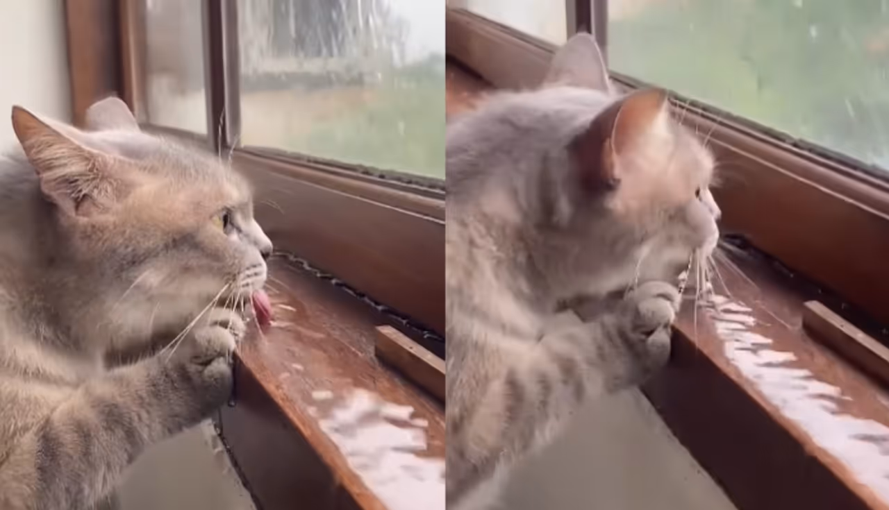 Internet Loves This Bali Cat's Cute Attempt to Stop House From Flooding Internet Loves This Bali Cat's Cute Attempt to Stop House From Flooding