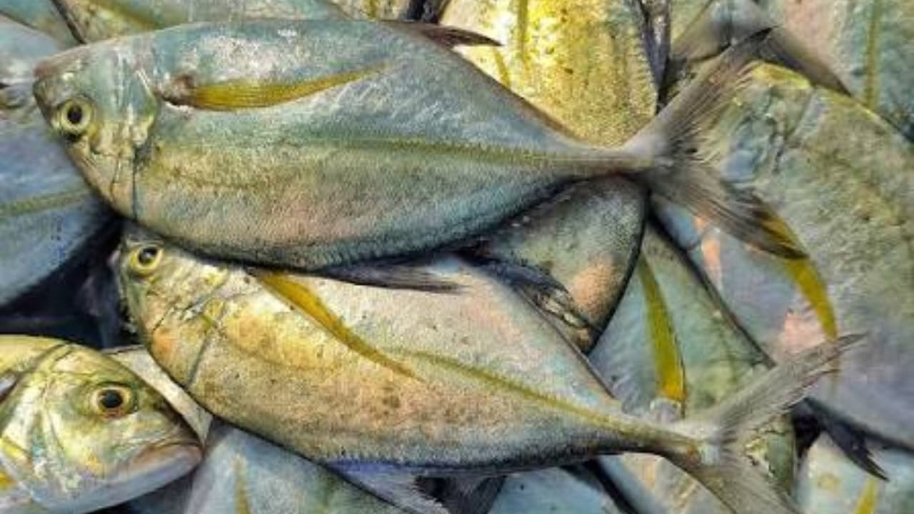 Paarai Fish Benefits Paarai Fish Benefits