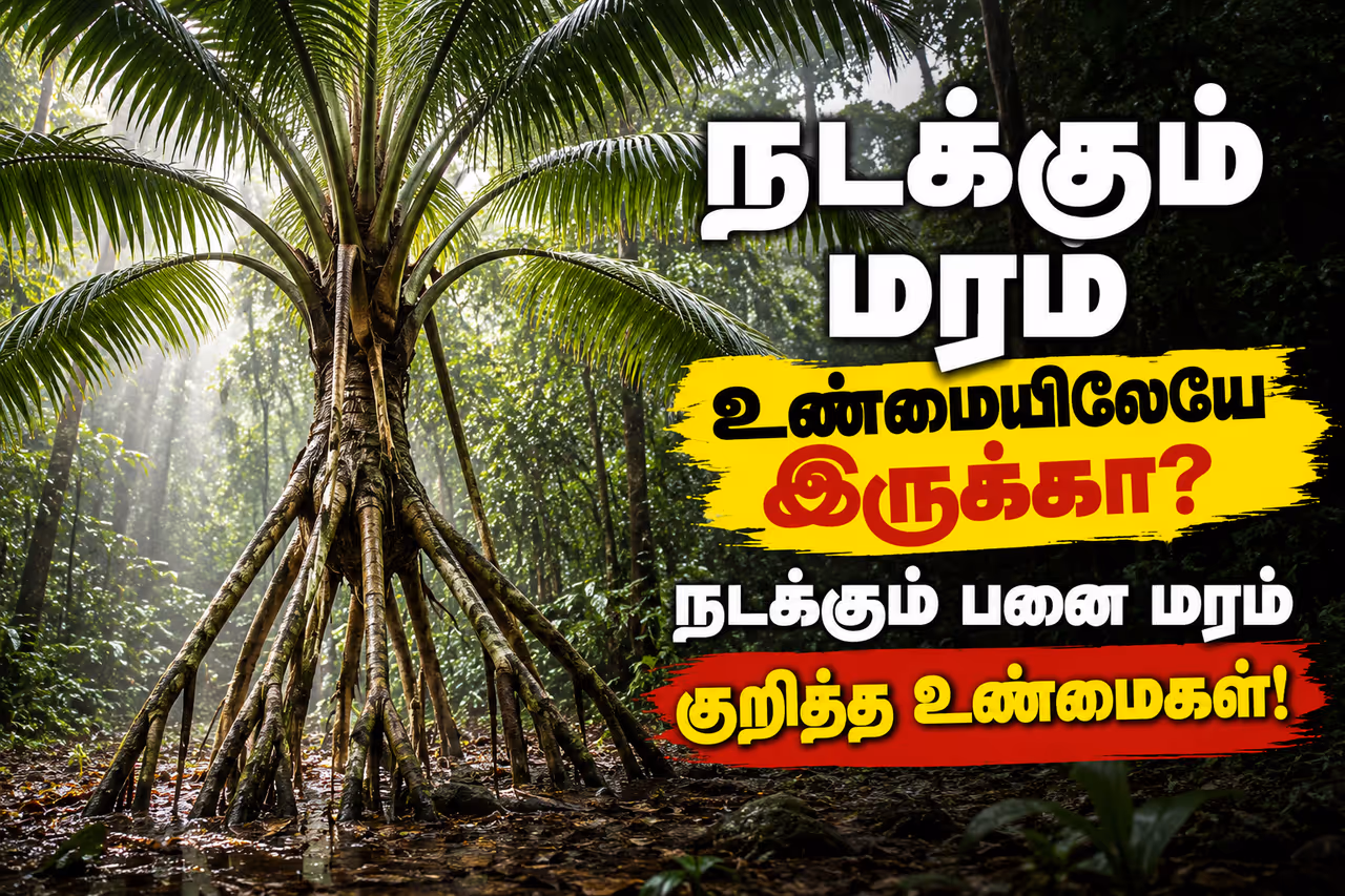 பல கால்கள் பல கால்கள்