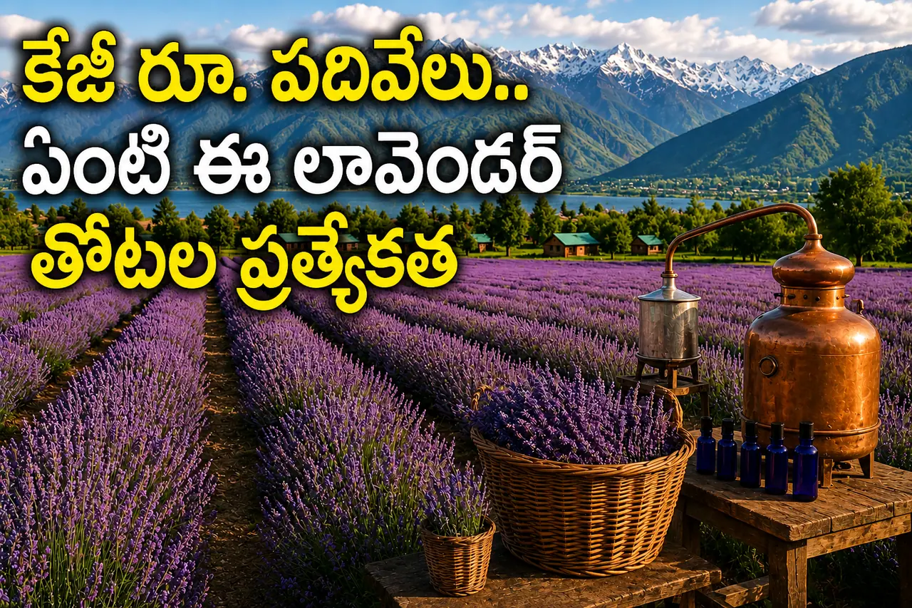 ఏంటి ఈ పర్పుల్ గోల్డ్...? ఎందుకంత స్పెషల్..? ఏంటి ఈ పర్పుల్ గోల్డ్...? ఎందుకంత స్పెషల్..?