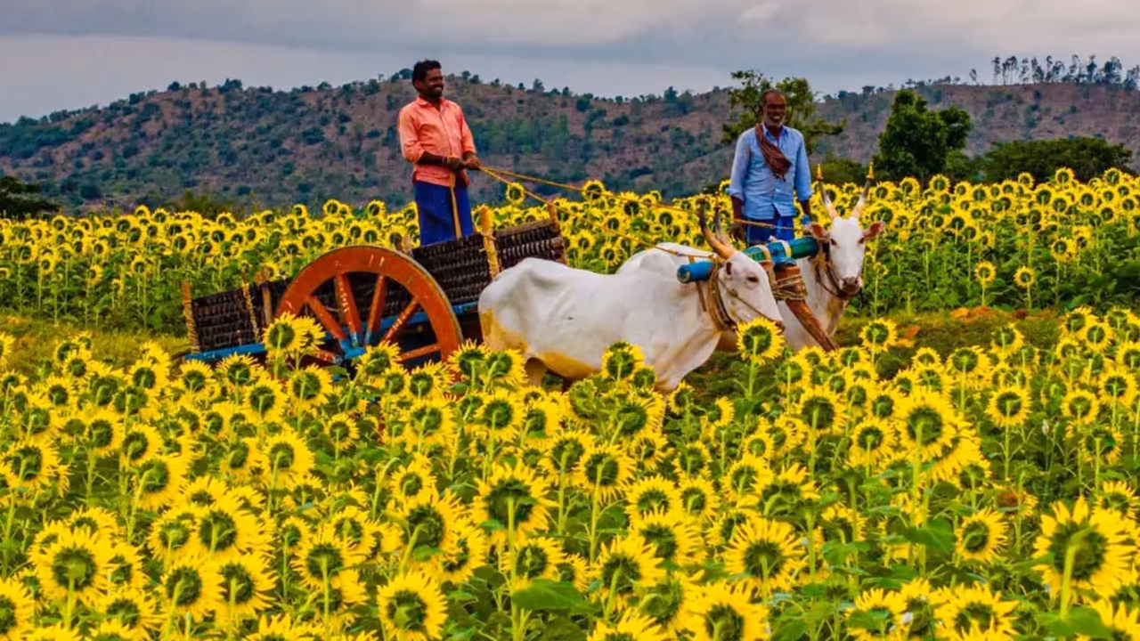 ಭಾರತದ ಹೂವಿನ ಕುಂಡ ಭಾರತದ ಹೂವಿನ ಕುಂಡ