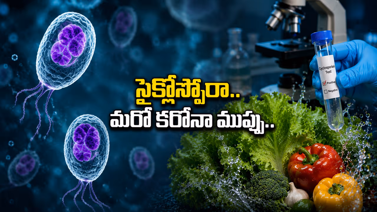 సైక్లోస్పోరా అంటే ఏంటి? ఎలా స్ప్రెడ్ అవుతుంది? సైక్లోస్పోరా అంటే ఏంటి? ఎలా స్ప్రెడ్ అవుతుంది?